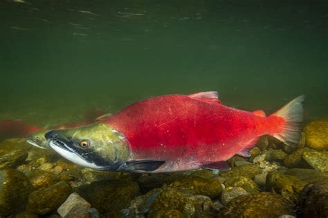 nerkay|Sockeye salmon .